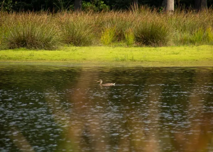 Woudstee 아파트 피어하우튼